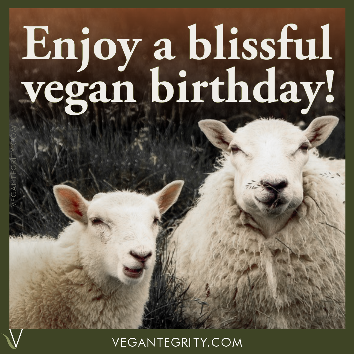 Two sheep with mellow smiles - Enjoy a blissful vegan birthday.
