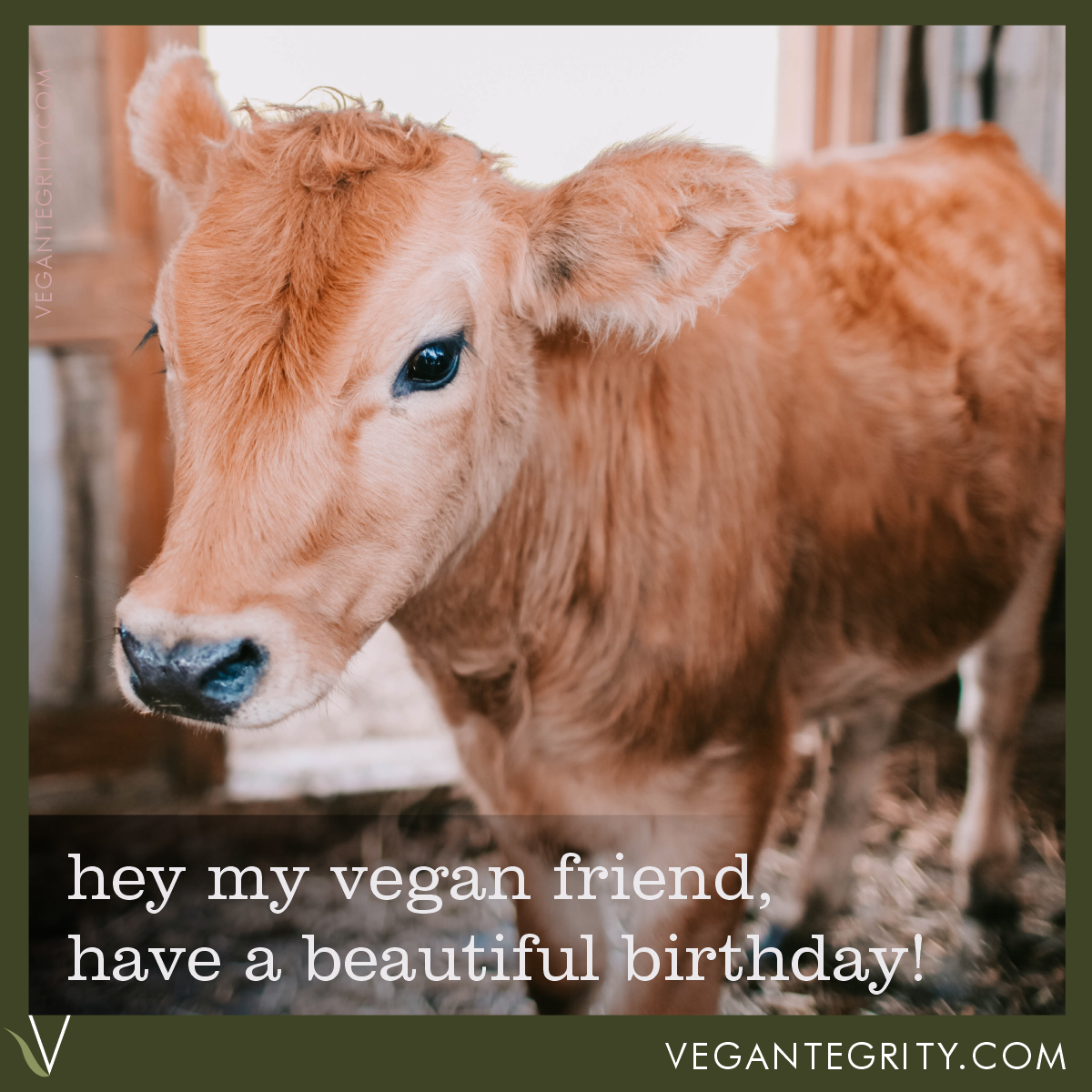 Sweet brown calf - hey my vegan friend have a beautiful birthday.