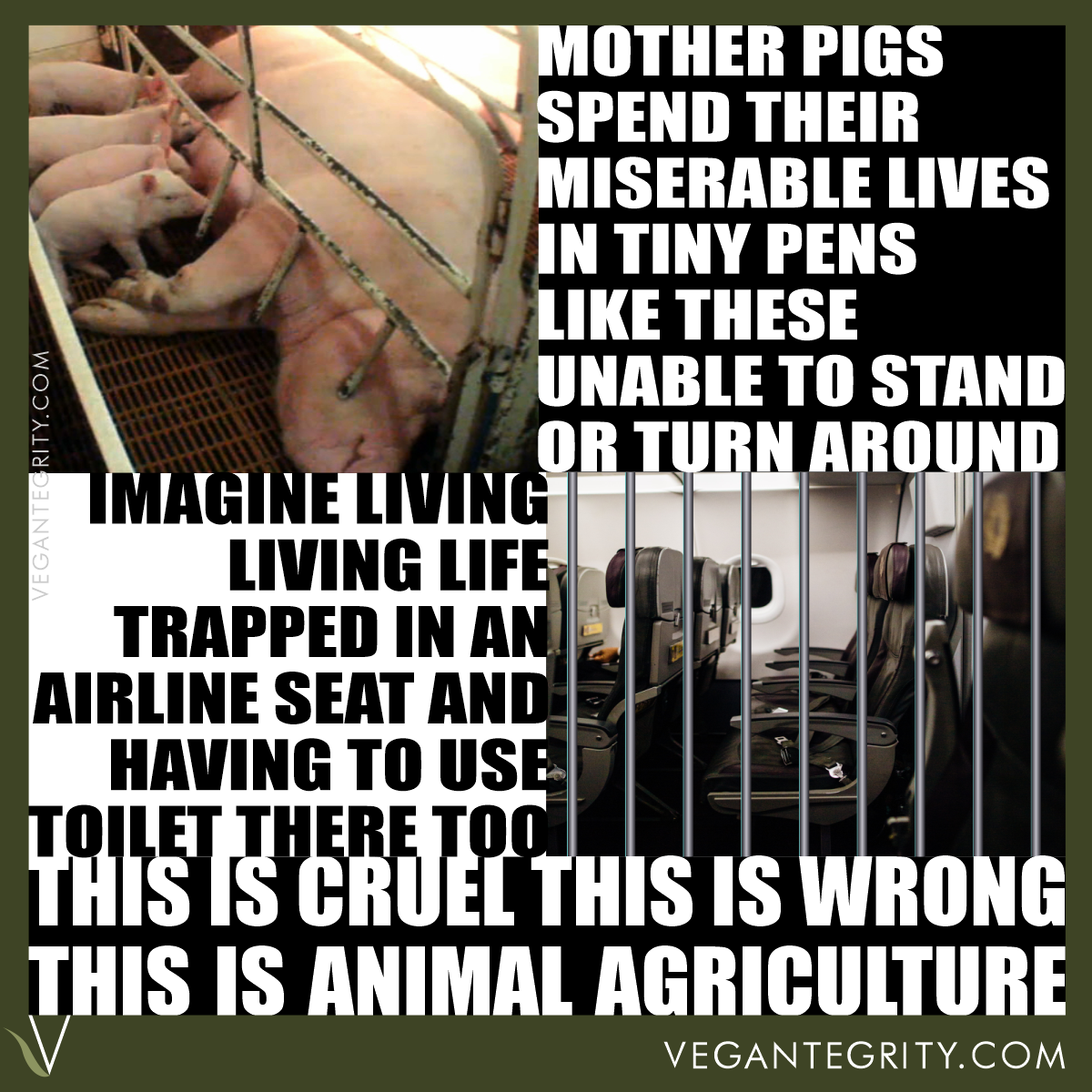 Mother pigs spend their lives in tiny pens like these unable to stand or turn around. Imagine living life trapped in an airline seat and having to use the toilet there too. This is cruel. This is wrong. This is animal agriculture. Photo of mother pig lying in a farrowing crate with several piglets suckling from outside the crate bars - photo of empty airline seat superimposed with jail bars